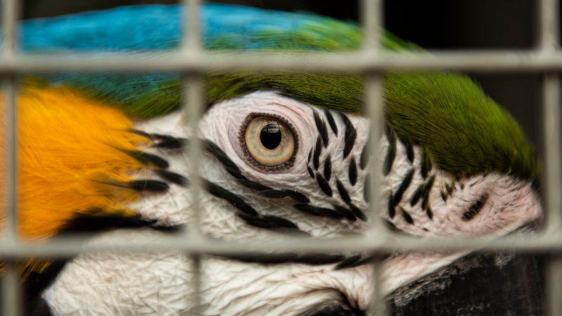 Arara Canindé engaiolada - Foto: Niklas Garnholz | Unsplash