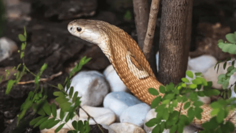 Naja vítima de tráfico de animais. Um dos casos estudados na pesquisa A Lavanderia da Fauna Silvestre. Foto: Ivan Mattos/Zoo Brasília
