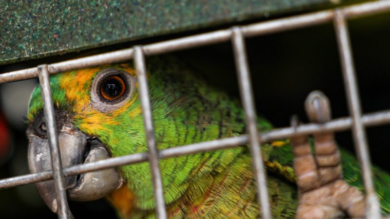 O tráfico de fauna silvestre é uma das maneiras pelas quais os criminosos se apossam de bens comuns e lucram de maneira ilegal. Foto: Marcelo Camargo/Agência Brasil